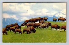 American Bison In A Field, Animals, Vintage Postcard picture