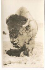 RPPC Postcard Bison  picture