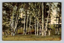 Rangeley ME-Maine, Lake House, Birches Near Rangeley Antique Vintage Postcard picture