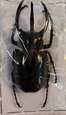 Chalcosoma atlas 76mm -79mm 3 Horned Rhino ONE REAL BEETLE UNMOUNTED PACKAGED picture