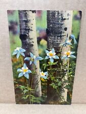 Colorado Columbines Growing Among the Aspens Linen Postcard No 1929 picture