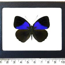 Eunica amelia blue black butterfly Peru FRAMED picture