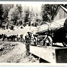 c1920s Placer Co. Cali. RPPC Logging Oxen Real Photo Postcard Foresthill A99 picture