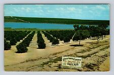 Clermont FL- Florida, Governors Grove, Antique, Vintage Souvenir Postcard picture