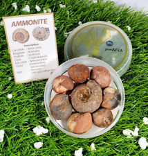 8Pcs Special Hampers Bundling Package Whole Permian Ammonite Fossil Mollusca picture