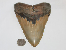 MEGALODON Fossil Giant Shark Tooth Natural No Repair 5.73