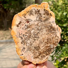 294G Natural Petrified Wood Slab Fossilized Wood Slice Crystal Gem Specimen picture