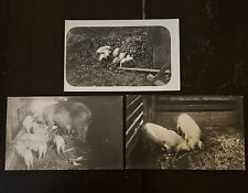 VTG Lot of 3 RPPC real photo post cards PIGLETS SOW FARM 1910s 1920s Unposted picture