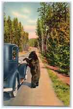 1946 A Bear Beggar Yellowstone National Park Los Angeles California CA Postcard picture