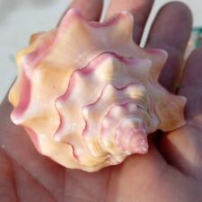Natural Pink Shell Conch Coral Sea Snail Starfish Home Ornament Fish Tank Decor picture