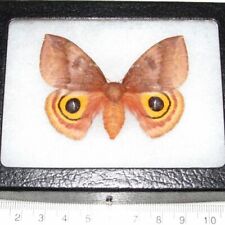 Automeris io pink orange female saturn moth Indiana FRAMED picture