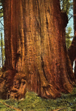 Vintage Postcard Washington, A Giant Cedar, WA c1920 picture