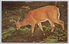 Buck Deer Mio Michigan Vintage Postcard picture