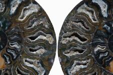 RARE 1-n-100 BLACK Ammonite PAIR Deep Crystal 110myo FOSSIL XL 225mm 8.8