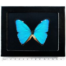Morpho aega framed BLACK BACKGROUND blue butterfly Argentina picture