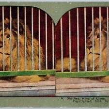 c1900s Old Rex King of Lions at Zoo Stereoview Large Cat Feline Big Kitten V37 picture