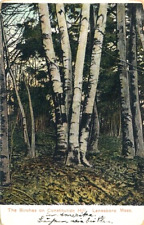 Birches on Constitution Hill at Lanesboro, MA German antique postcard picture