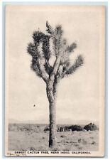 c1940s Desert Cactus Tree Scene Near Indio California CA Unposted Bush Postcard picture