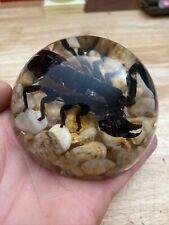 Scorpion Paperweight Clear Glass 3/4+ Pound Bug Collector Lucite GIFT 🦂 picture