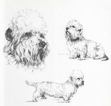 Dandie Dinmont Terrier - CUSTOM MATTED - 1963 Vintage Dog Art Print * picture