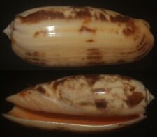 Tonyshells Seashells Oliva miniacea f. saturata PACIFIC COMMON OLIVE SUPERB 75.2 picture