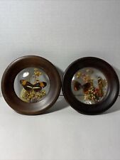 2 Vintage Butterfly Taxidermy Dried Flowers Wood Framed Shadowboxes - Brazil picture