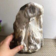 The brilliant color of Madagascar petrified wood - the brilliant South 1832g d6 picture