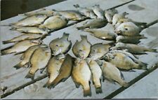 Vintage Minnesota Tasty Panfish Stringer On Dock Postcard G55 picture