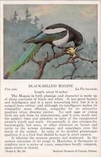 Black-Billed Magpie Bird National Museum of Canada Allan Brooks Art Postcard D49 picture