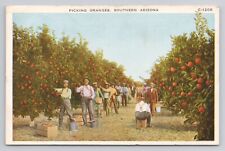 Postcard Picking Oranges Southern Arizona picture