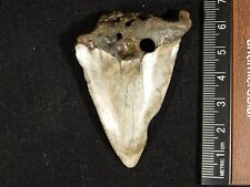 Larger ANCESTRAL Great White SHARK Tooth Fossil 100% Natural 24.7gr picture
