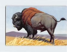 Postcard Bison (Bison bison) By Don R. Eckleberry picture