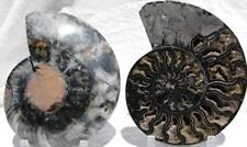 RARE 1-n-100 BLACK Ammonite PAIR Deep Crystal 110myo FOSSIL XL 205mm 8.1