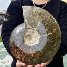 8.49LB Rare natural polished Natural conch fossil specimens of Madagascar picture
