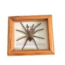 Goliath Birdeater Spider South America Taxidermy Real Theraphosa Leblondi RARE picture