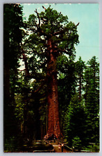 Postcard Mariposa Grove,Big Trees Yosemite National Park California  F 1 picture