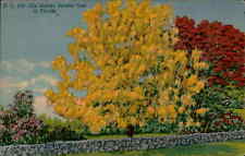 Postcard: D. C. 129-The Golden Shower Tree in Florida picture