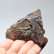 251g  Muonionalusta meteorite part slice C7260 picture
