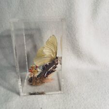 Beautiful Yellow Butterfly Mounted In Clear Acrylic Box picture