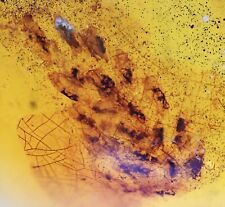 SUPER RARE Spider Egg Sac, Fossil Inclusion in Burmese Amber picture