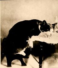 GA142 Orig Underwood Photo NISHE PUSHY CAT NAPS AFTER TOO MANY PROHIBITION AD picture