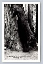 Muir Woods CA-California, Big Redwood, Standing room 27 People, Vintage Postcard picture