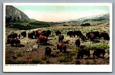 Postcard Bison Buffalo Herd Near Fort Yellowstone 1905 Wyoming Unposted picture