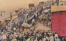 VTG ELEPHANTS & CAMELS RINGLING BROS CIRCUS SARASOTA FLORIDA POSTCARD (c. 1920s) picture