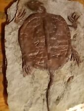 Manchurochelys liaoxiensis Turtle Fossil- Real Fossils From Mongolia Collection  picture