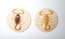 Resin Cabochon Golden Scorpion Round 38 mm Amber White Bottom 2 pieces Lot picture