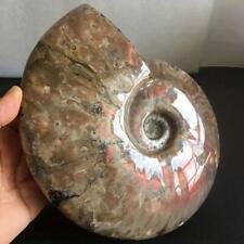 Madagascar Natural Iridescent Ammonite Facet Specimen Mineral Fossil Collectible picture