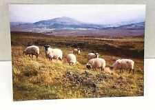 Highland Black Face Sheep Herd Souvenir Postcard Unposted Scotland  picture