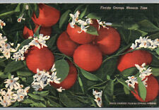 Florida Linen Postcard of Orange Blossom Time Oranges and Flowers Vintage 1950s picture