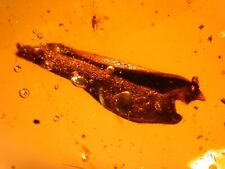 Beautiful Curled Hairy Leaf with Flies in Dominican Amber Fossil Gemstone picture